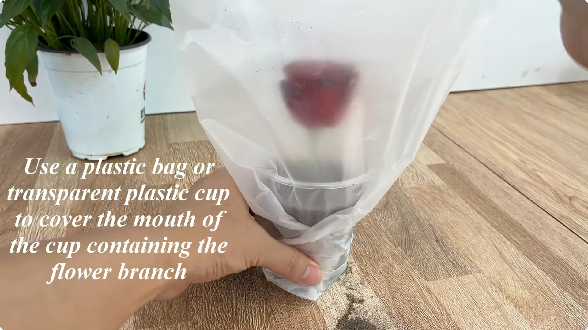 How Garlic Transforms Your Rose Plant’s Roots and Blooms screenshot 8