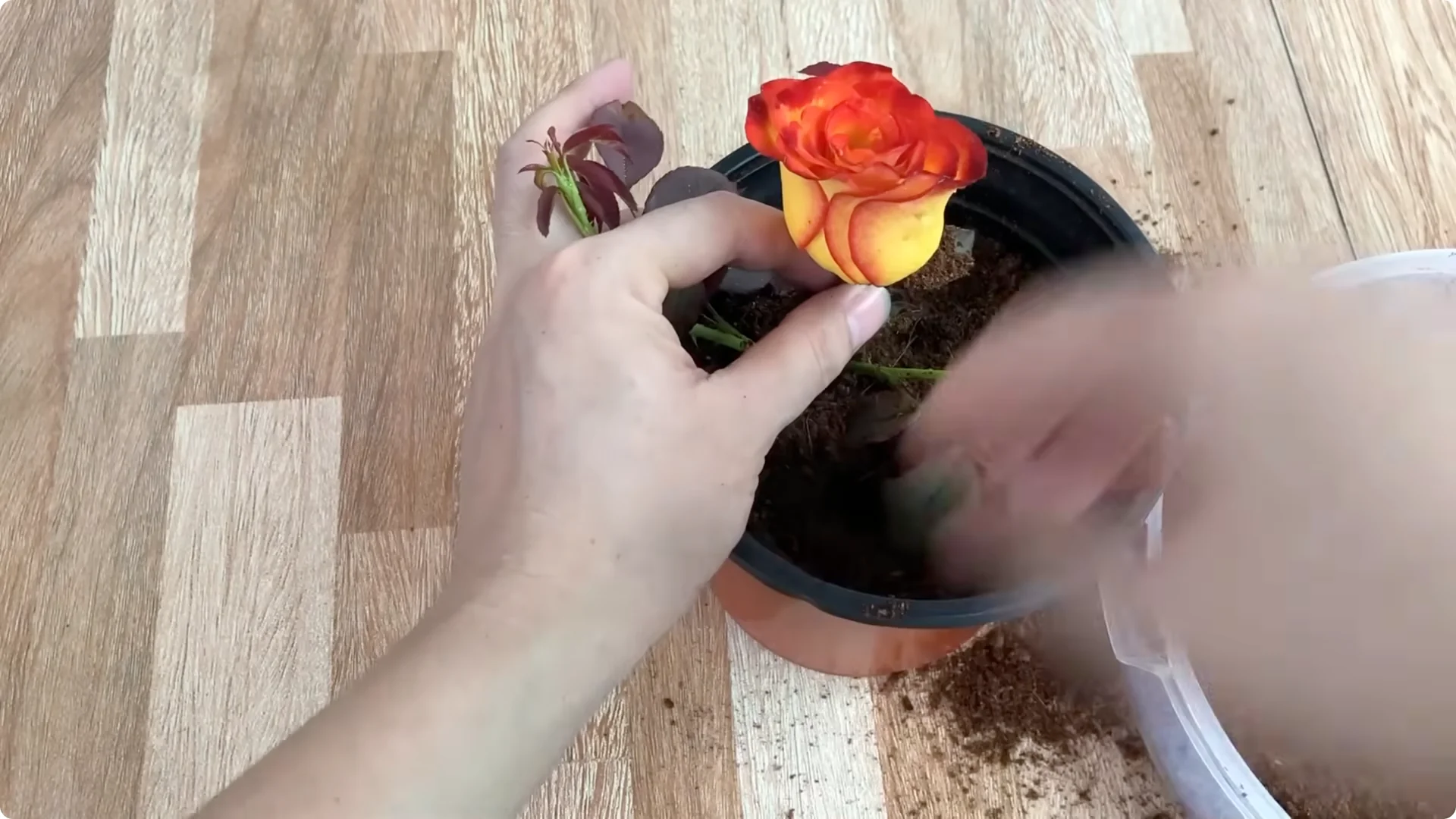 How Garlic Transforms Your Rose Plant’s Roots and Blooms screenshot 9