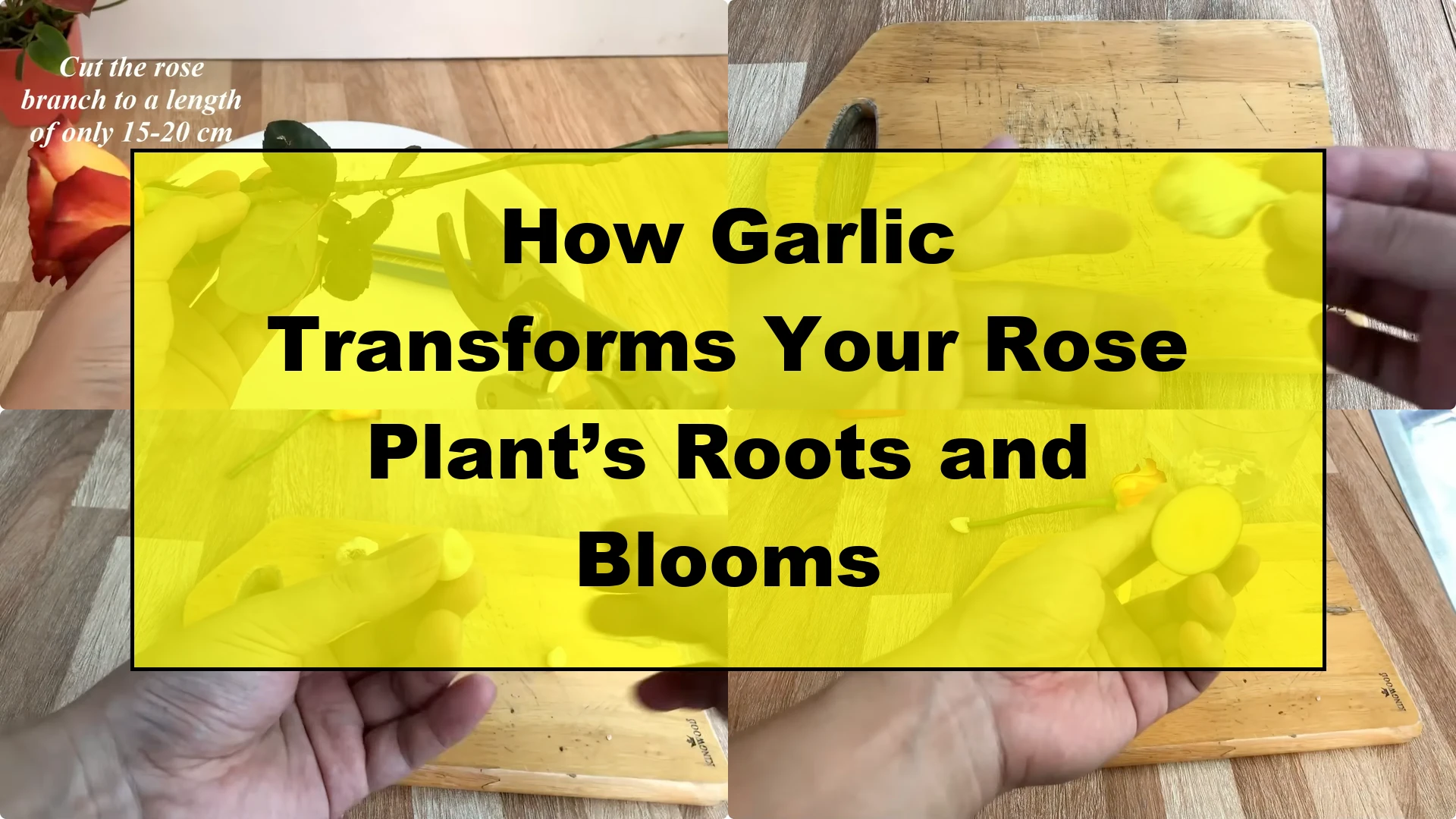 How Garlic Transforms Your Rose Plant’s Roots and Blooms - Featured Image