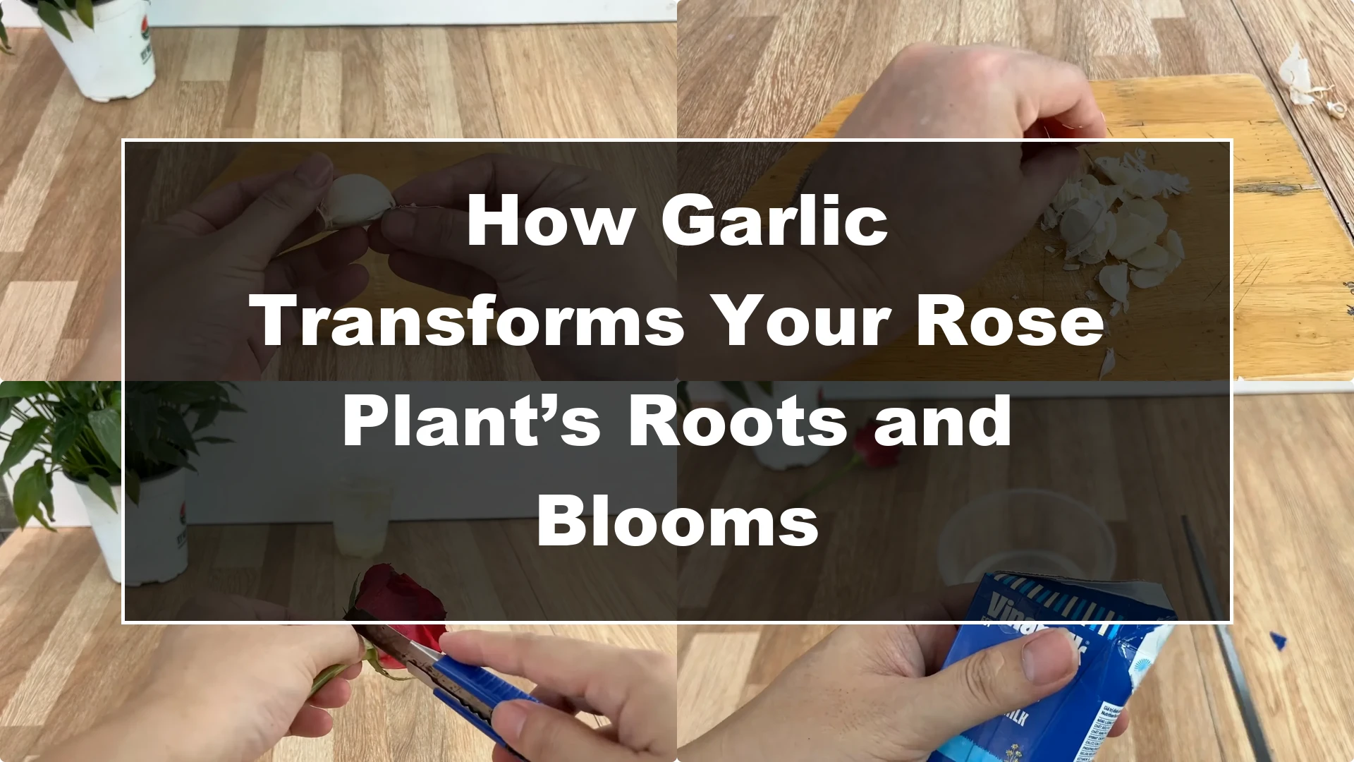 How Garlic Transforms Your Rose Plant’s Roots and Blooms - Featured Image