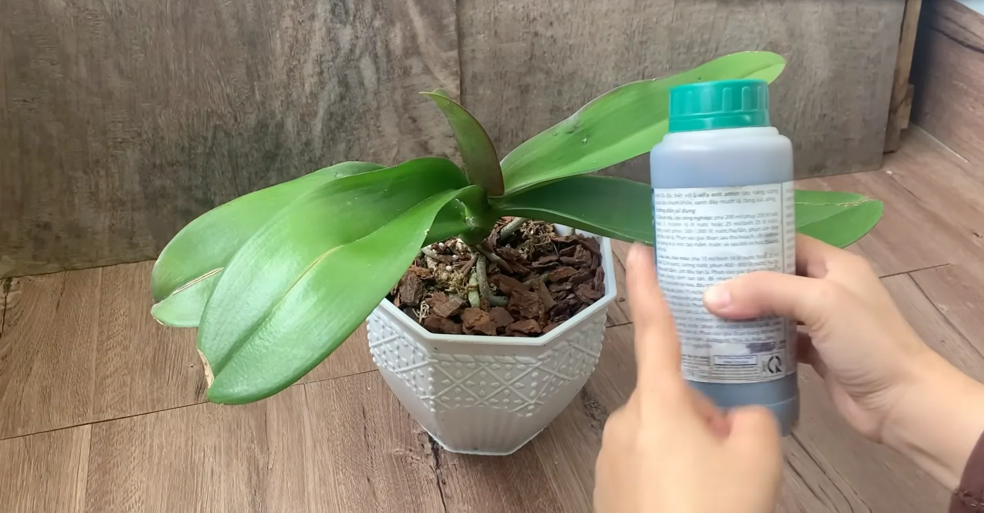 How I Helped My Orchid Bloom Again After Years? screenshot 2