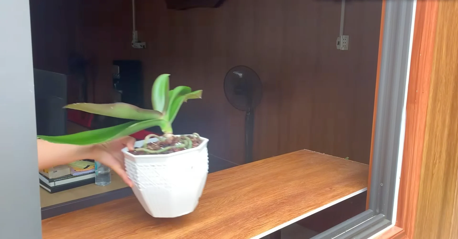 How I Helped My Orchid Bloom Again After Years? screenshot 3
