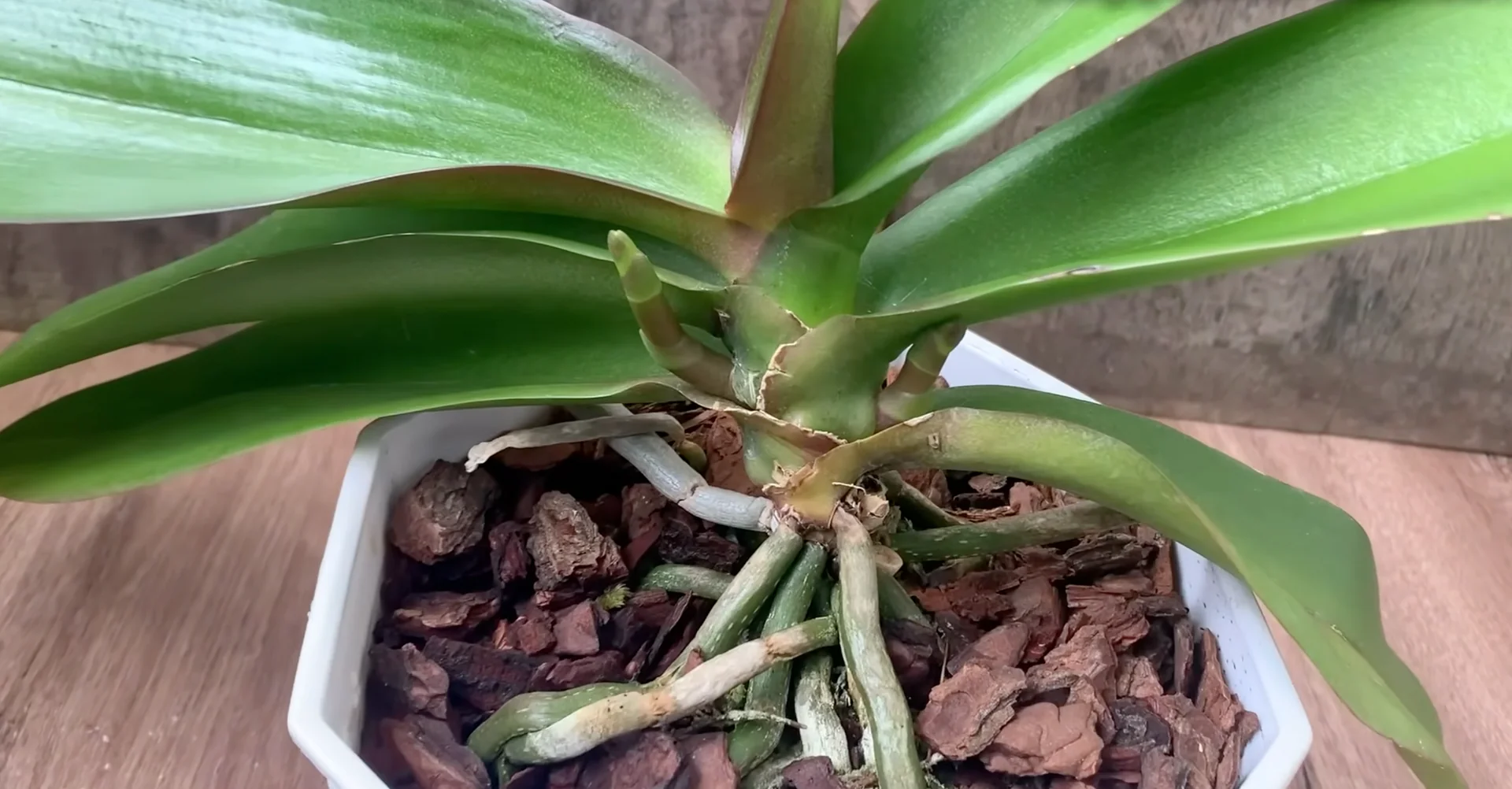 How I Helped My Orchid Bloom Again After Years? screenshot 4
