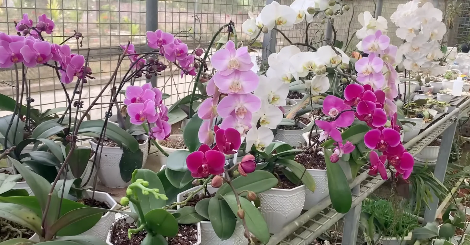 How I Helped My Orchid Bloom Again After Years? screenshot 5