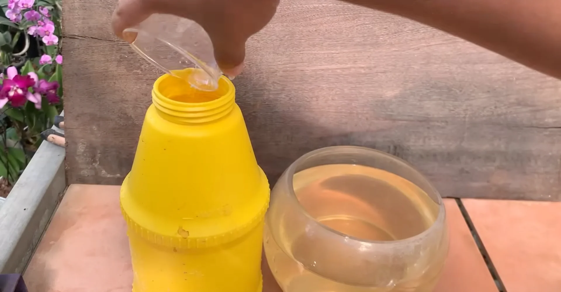 How Just Dry Onion Skins Help Orchids Bloom Year-Round? screenshot 14