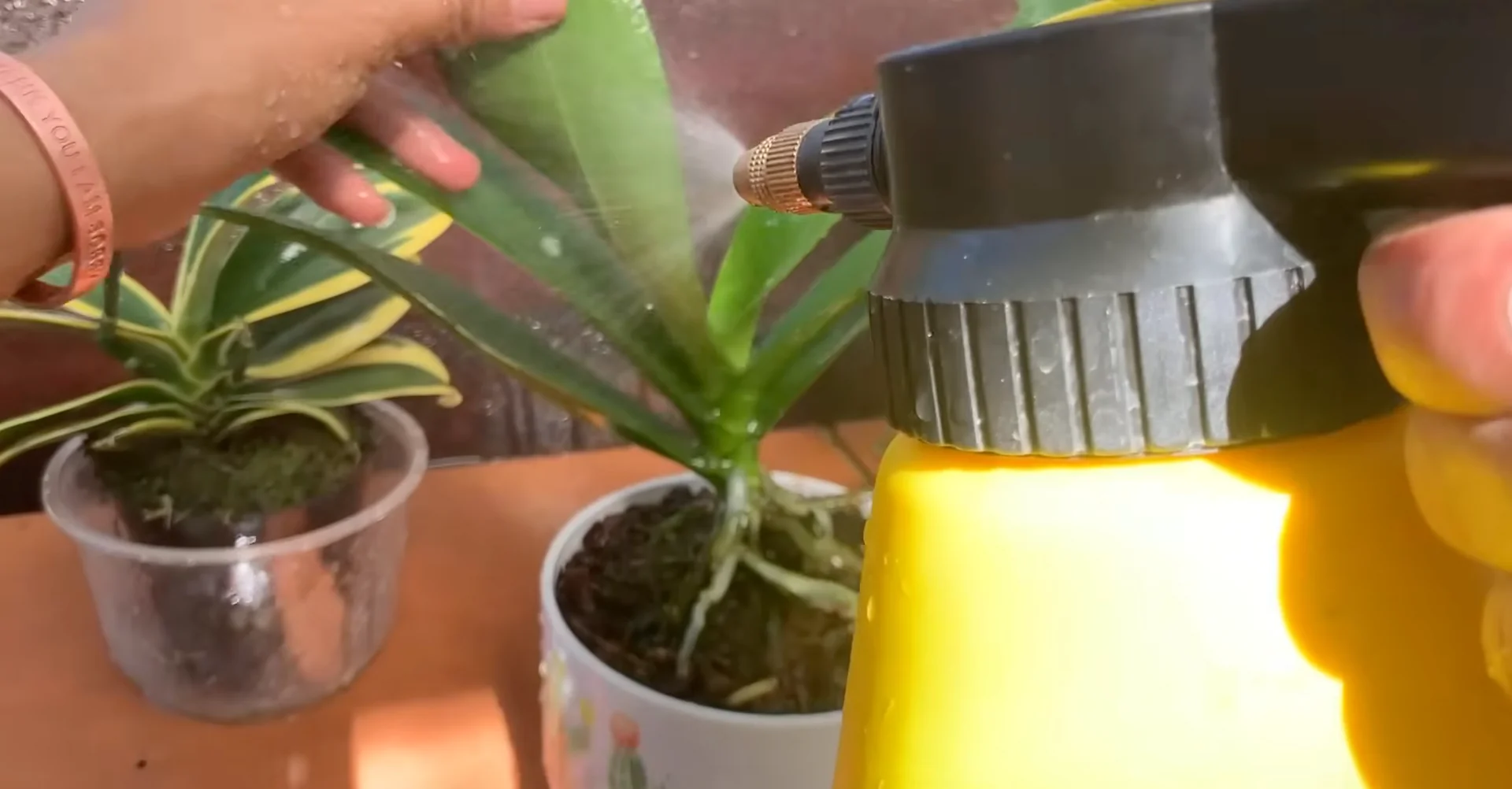 How Just Dry Onion Skins Help Orchids Bloom Year-Round? screenshot 16