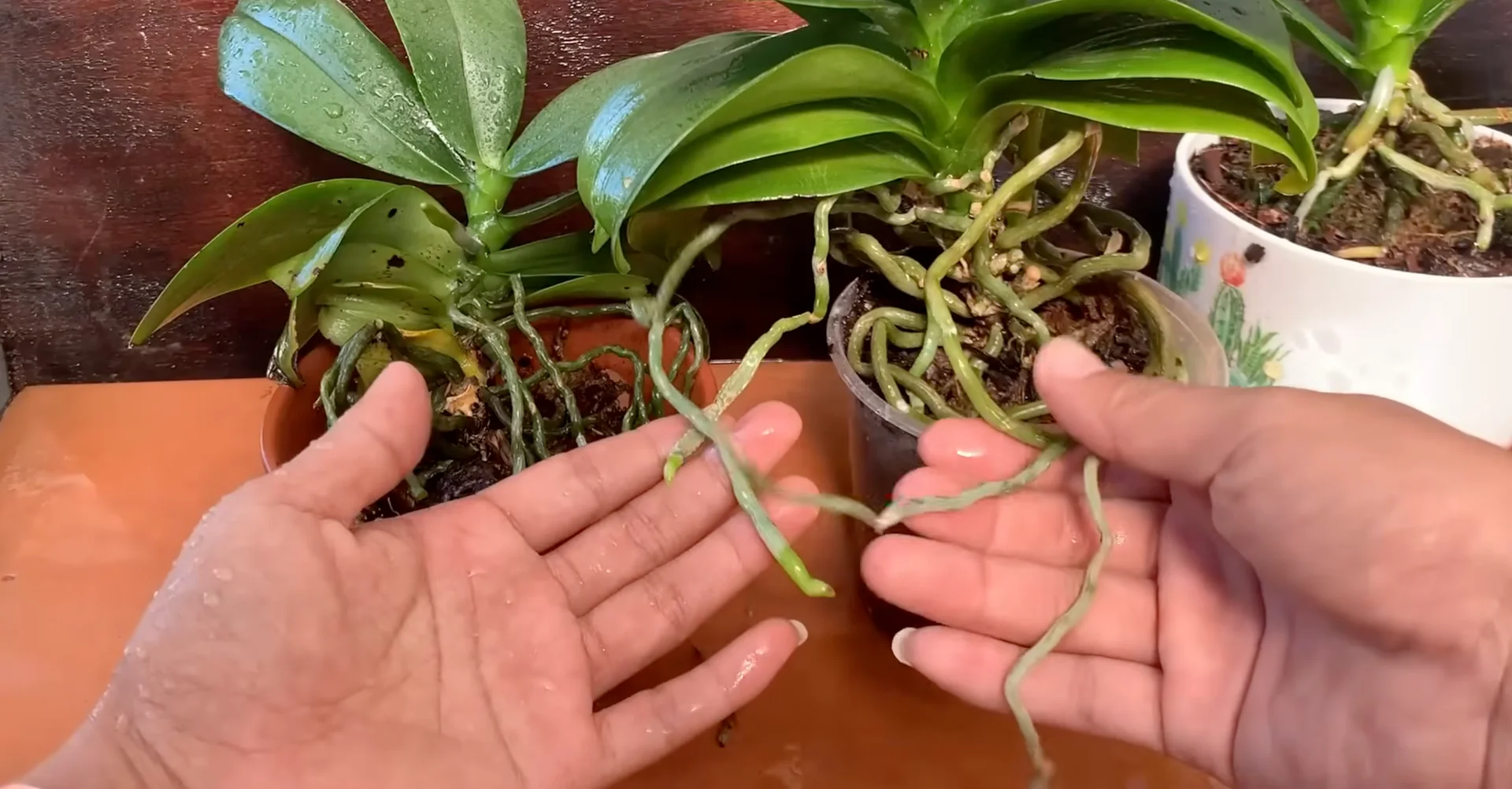 How Just Dry Onion Skins Help Orchids Bloom Year-Round? screenshot 17