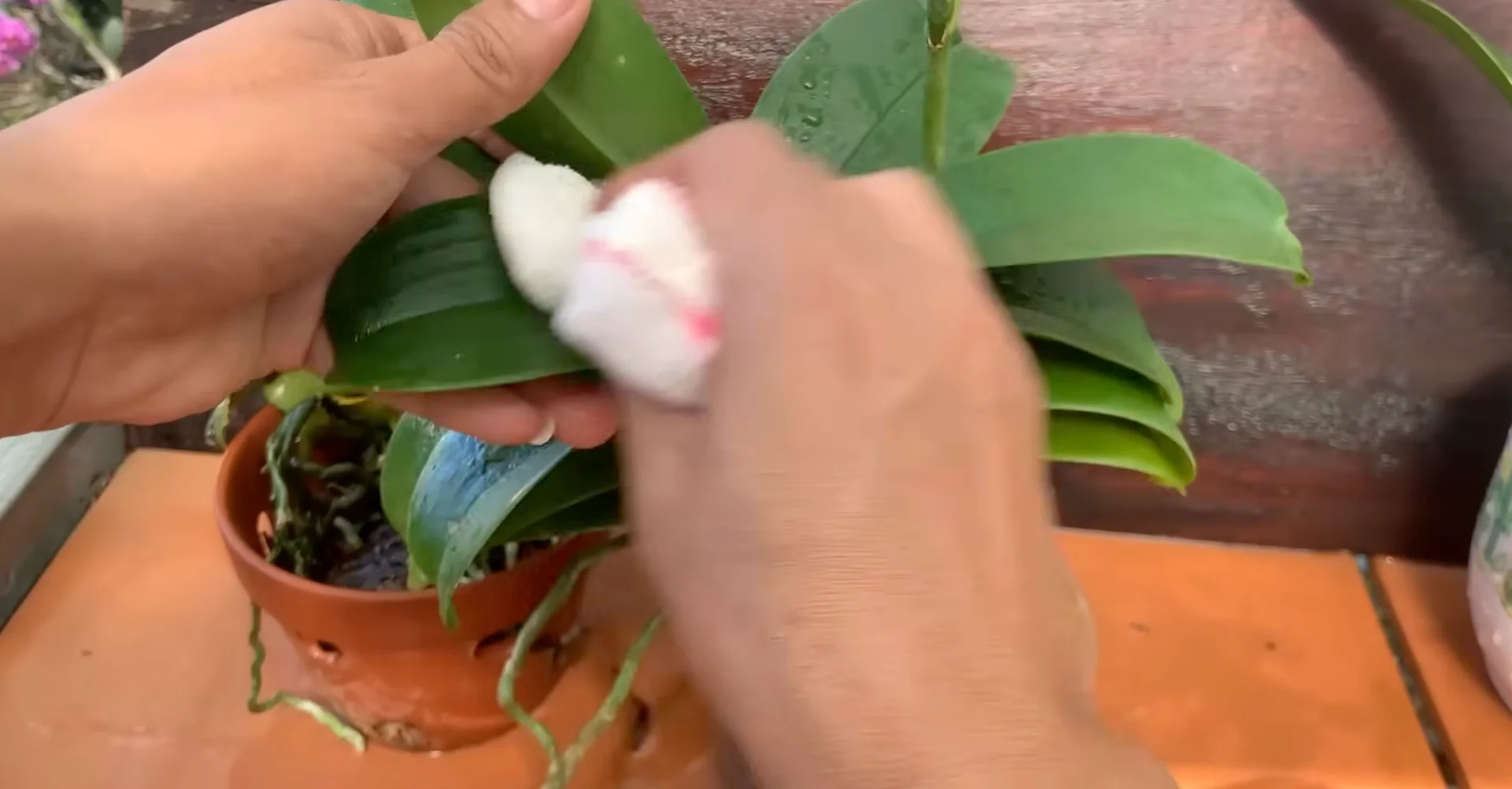 How Just Dry Onion Skins Help Orchids Bloom Year-Round? screenshot 20