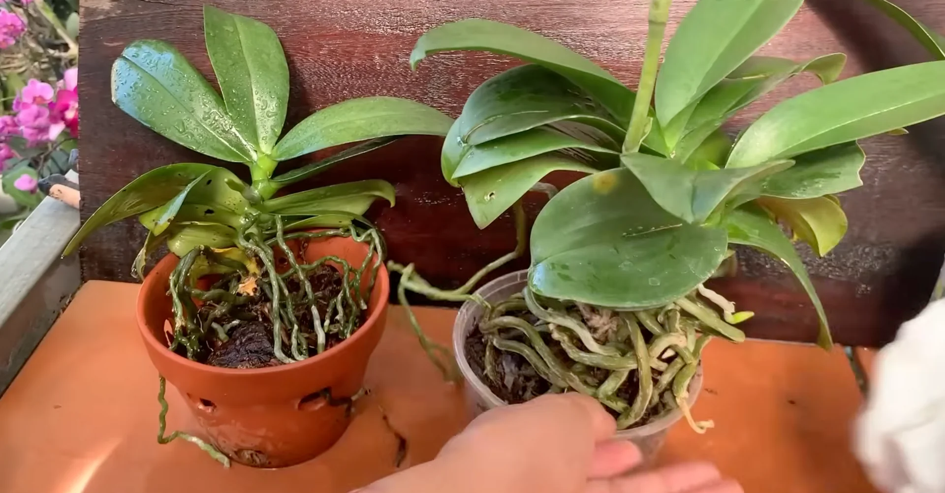How Just Dry Onion Skins Help Orchids Bloom Year-Round? screenshot 21
