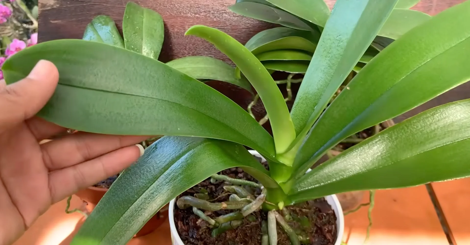 How Just Dry Onion Skins Help Orchids Bloom Year-Round? screenshot 24