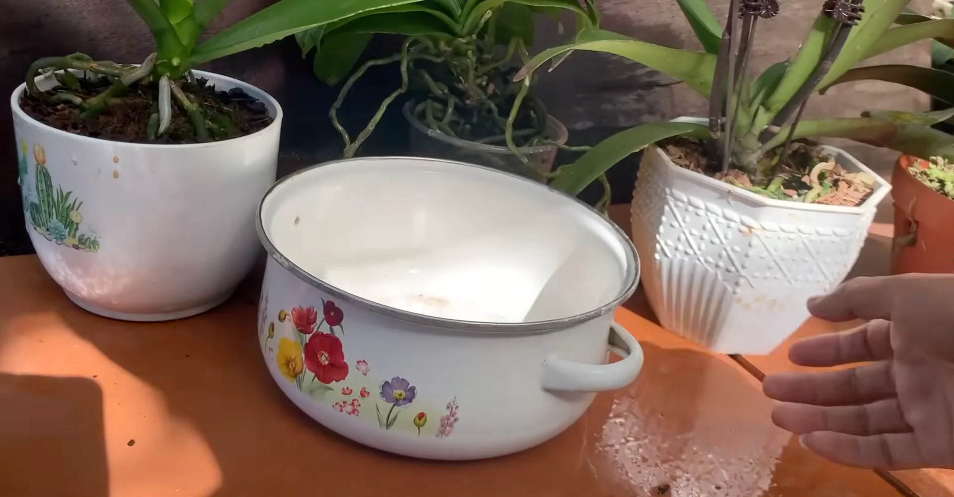 How Just Dry Onion Skins Help Orchids Bloom Year-Round? screenshot 25