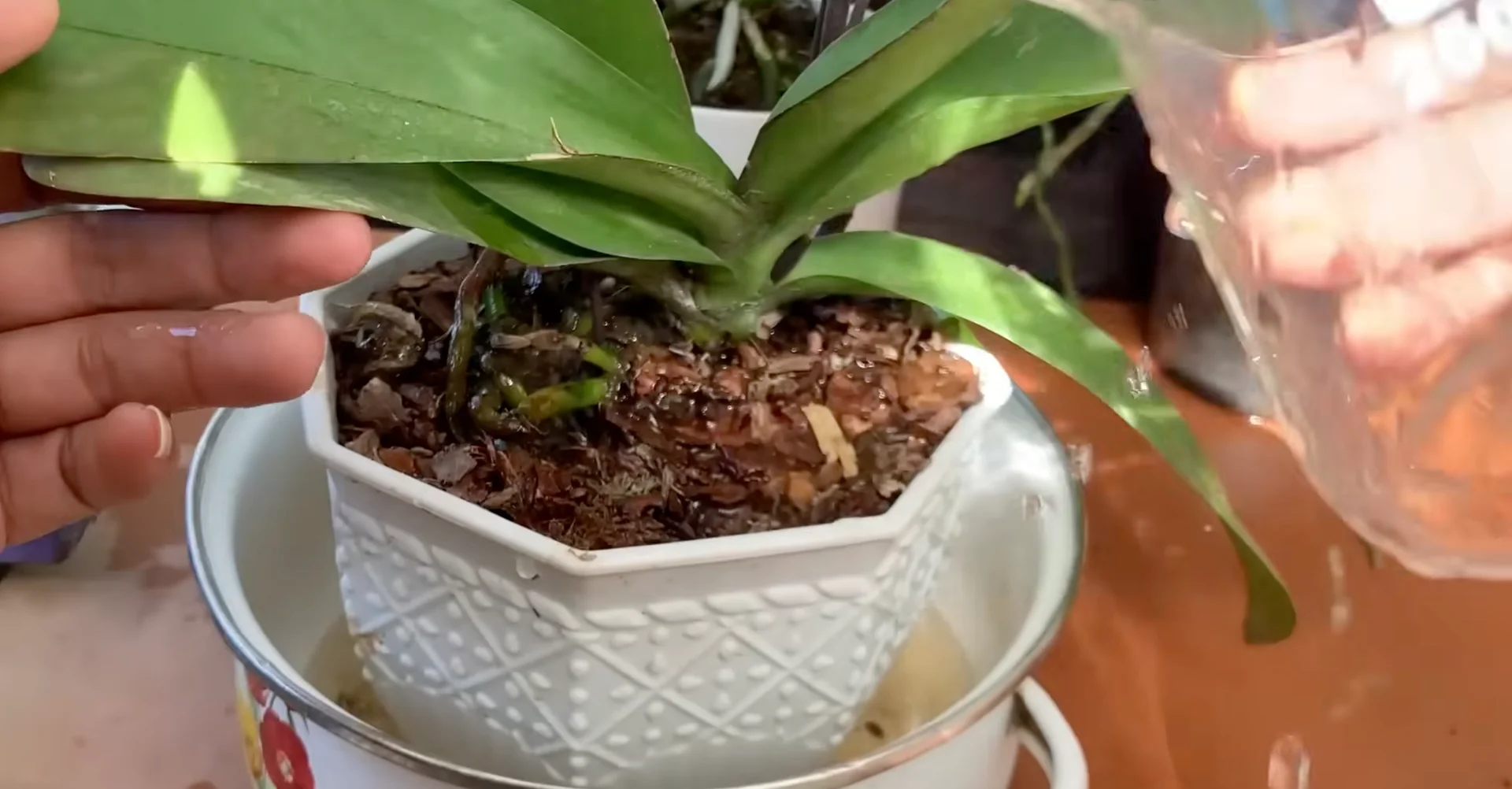 How Just Dry Onion Skins Help Orchids Bloom Year-Round? screenshot 28