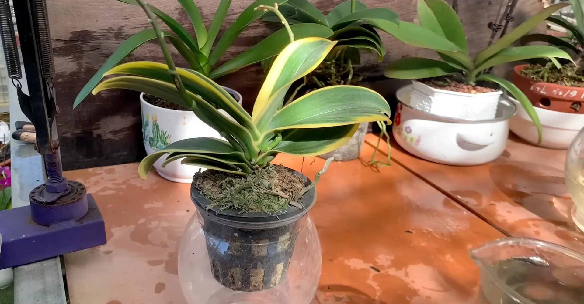 How Just Dry Onion Skins Help Orchids Bloom Year-Round? screenshot 31