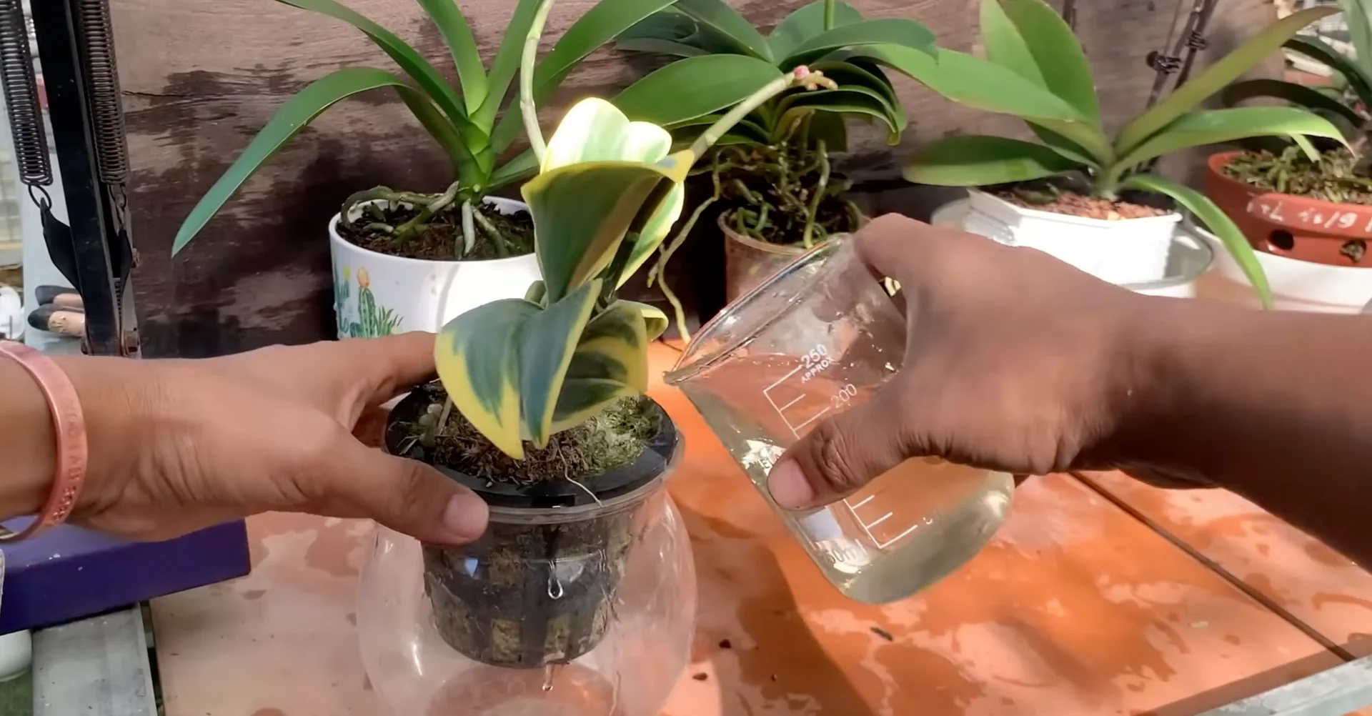 How Just Dry Onion Skins Help Orchids Bloom Year-Round? screenshot 32