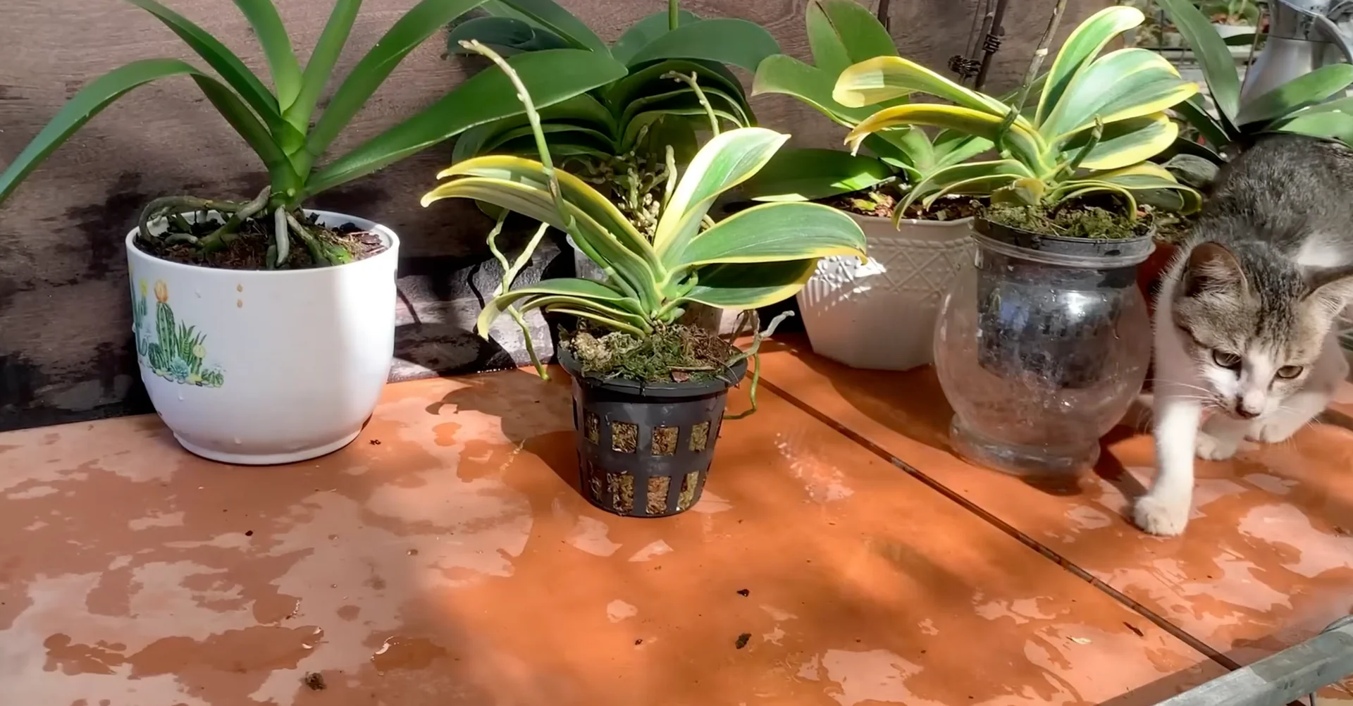 How Just Dry Onion Skins Help Orchids Bloom Year-Round? screenshot 39