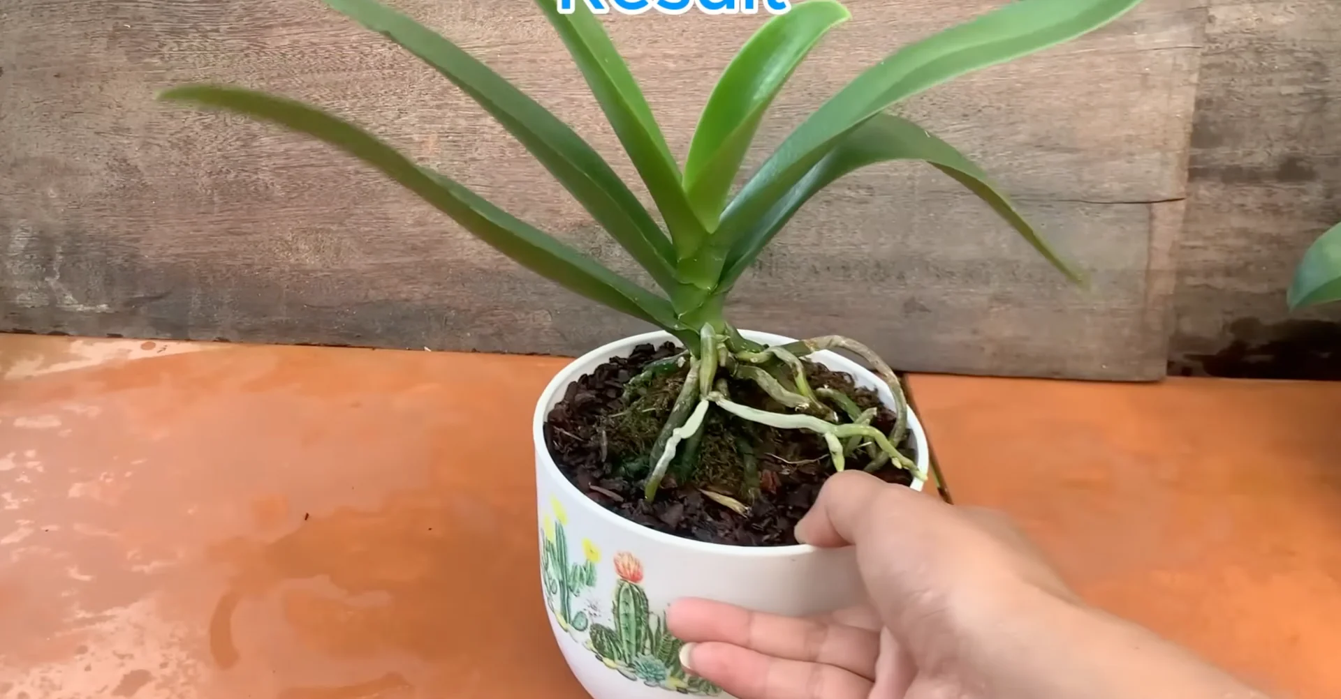 How Just Dry Onion Skins Help Orchids Bloom Year-Round? screenshot 40