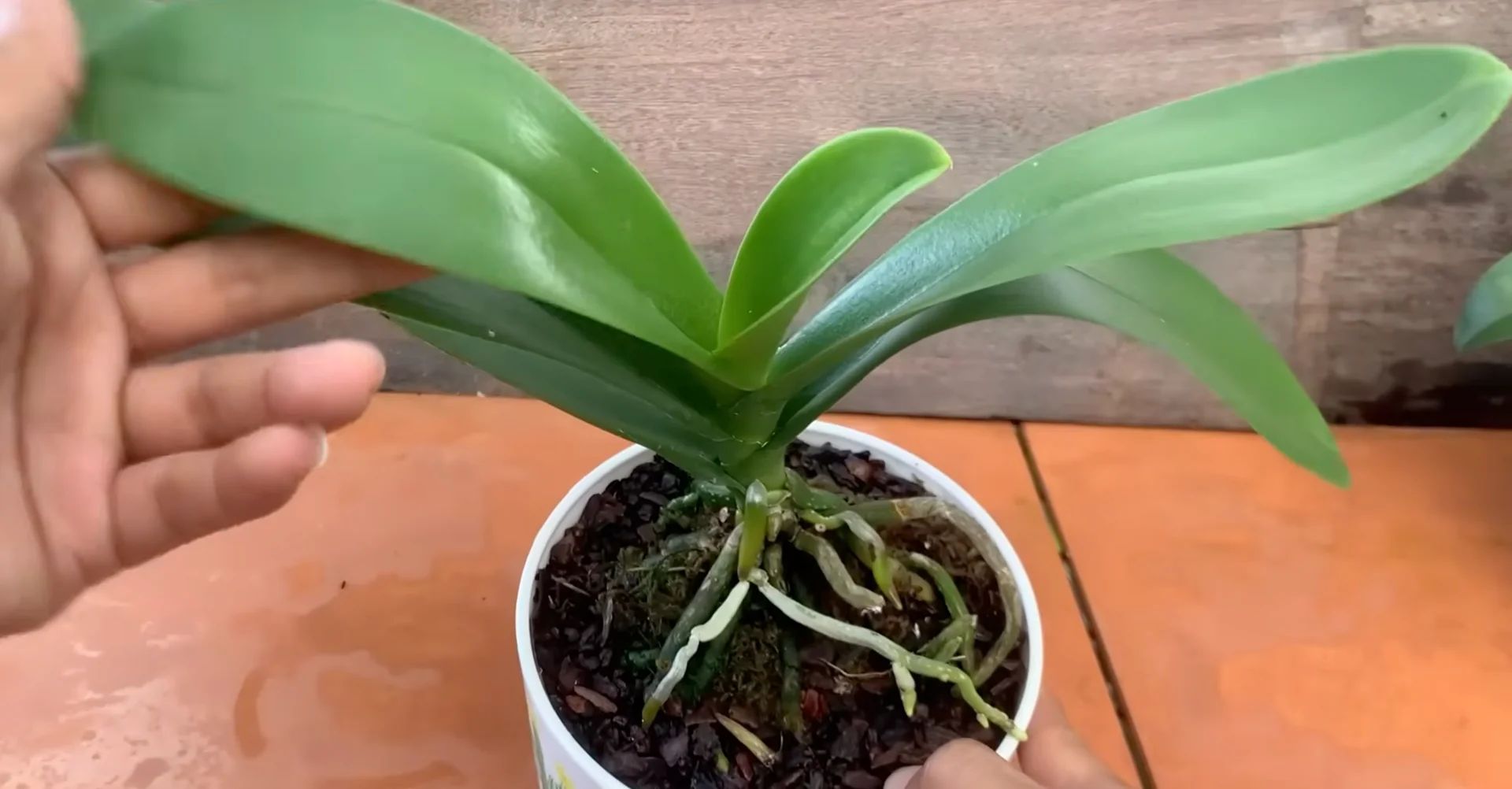 How Just Dry Onion Skins Help Orchids Bloom Year-Round? screenshot 41
