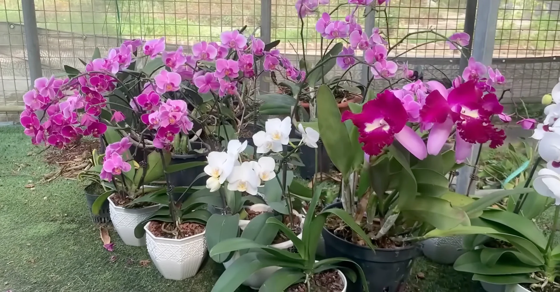 How Just Dry Onion Skins Help Orchids Bloom Year-Round? screenshot 44