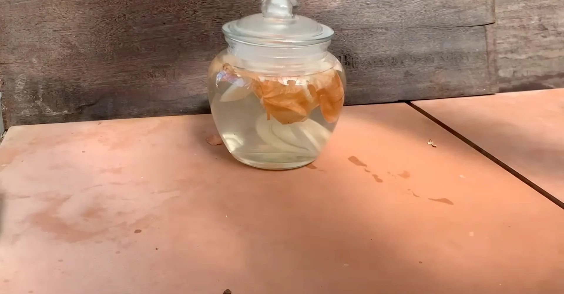 How Just Dry Onion Skins Help Orchids Bloom Year-Round? screenshot 8