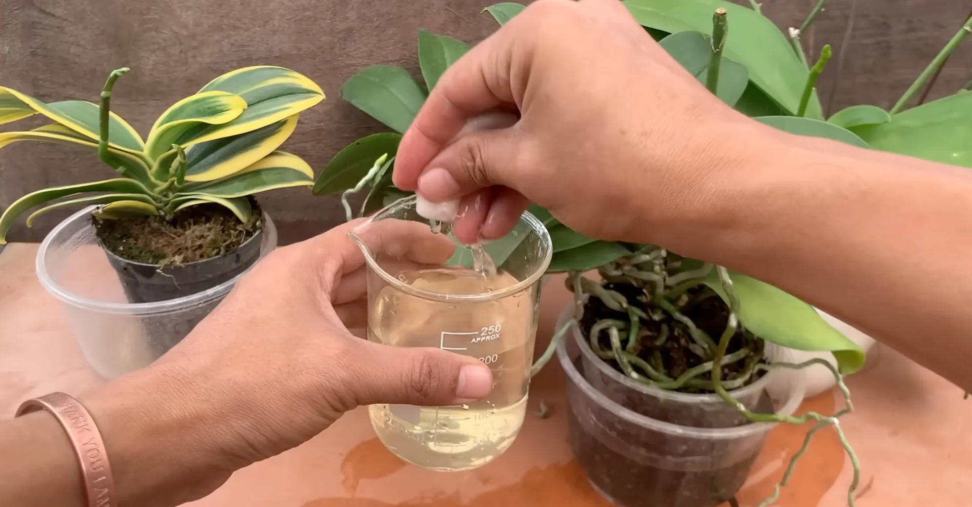 How One Banana Boosts Orchid Growth Surprisingly Well? screenshot 10