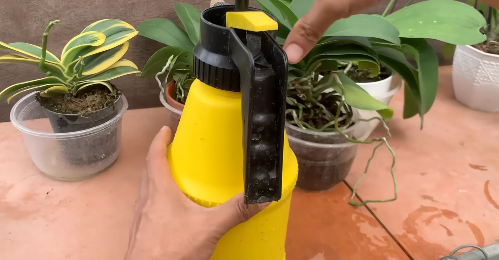 How One Banana Boosts Orchid Growth Surprisingly Well? screenshot 11