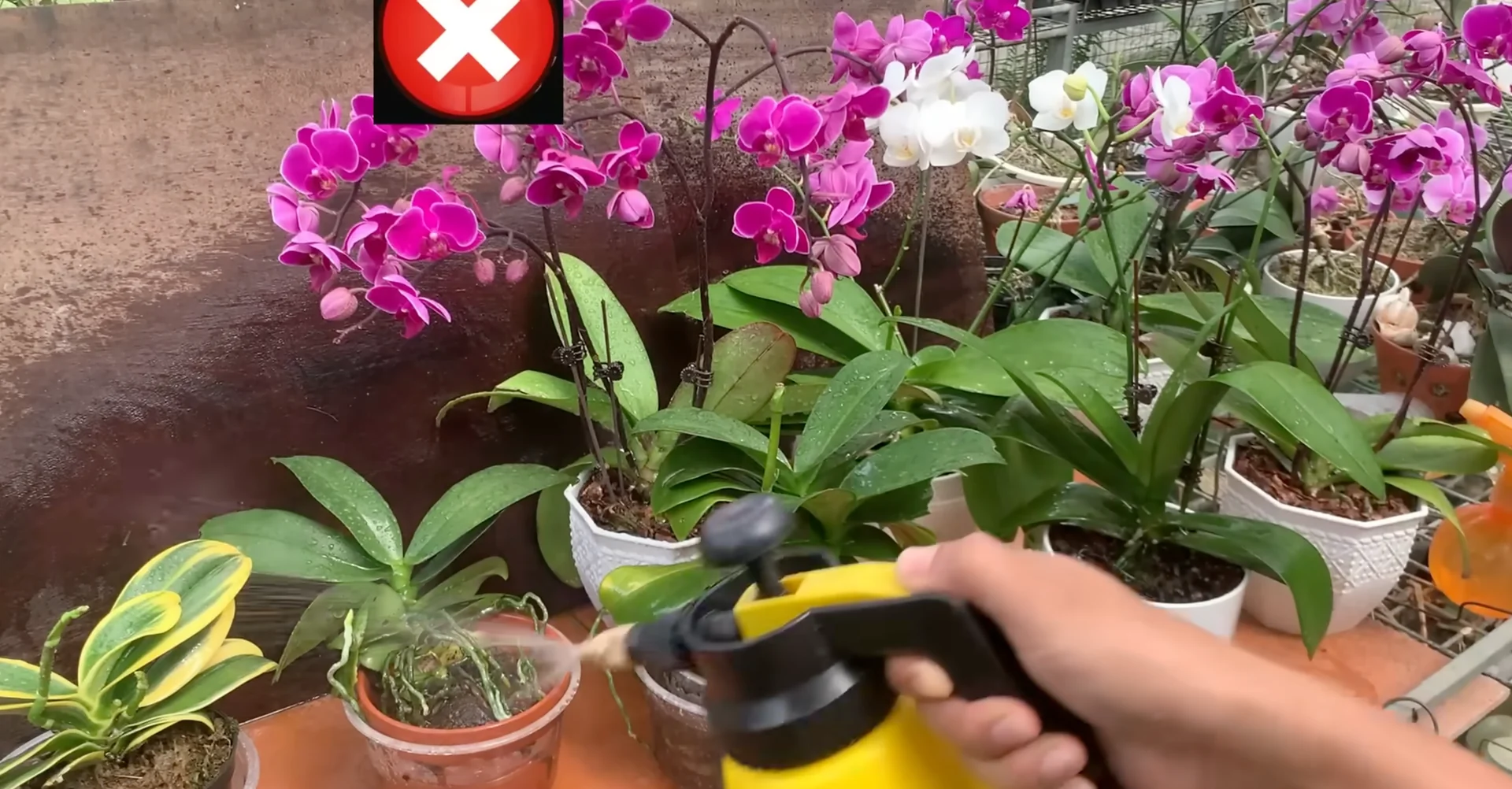 How One Banana Boosts Orchid Growth Surprisingly Well? screenshot 12