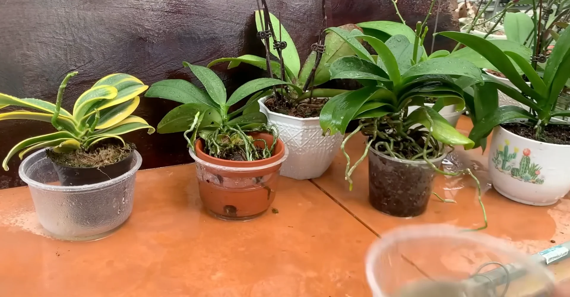 How One Banana Boosts Orchid Growth Surprisingly Well? screenshot 13