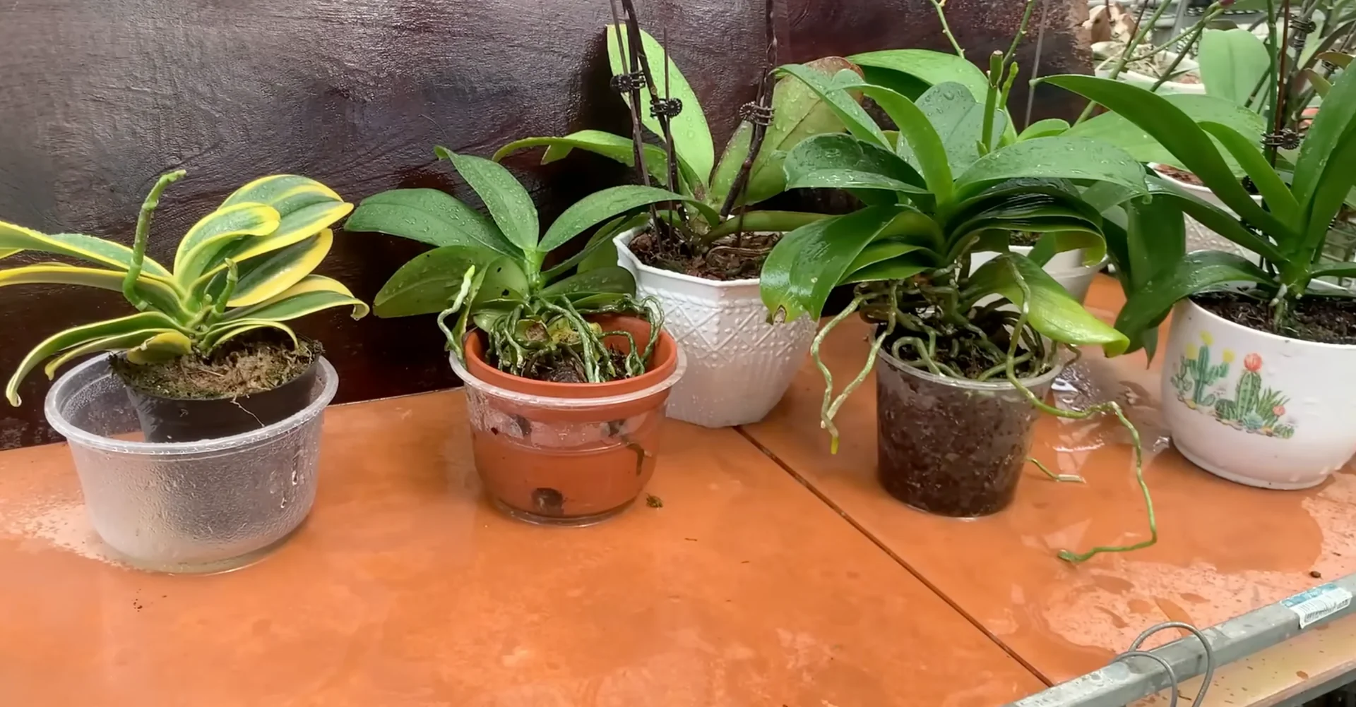 How One Banana Boosts Orchid Growth Surprisingly Well? screenshot 14