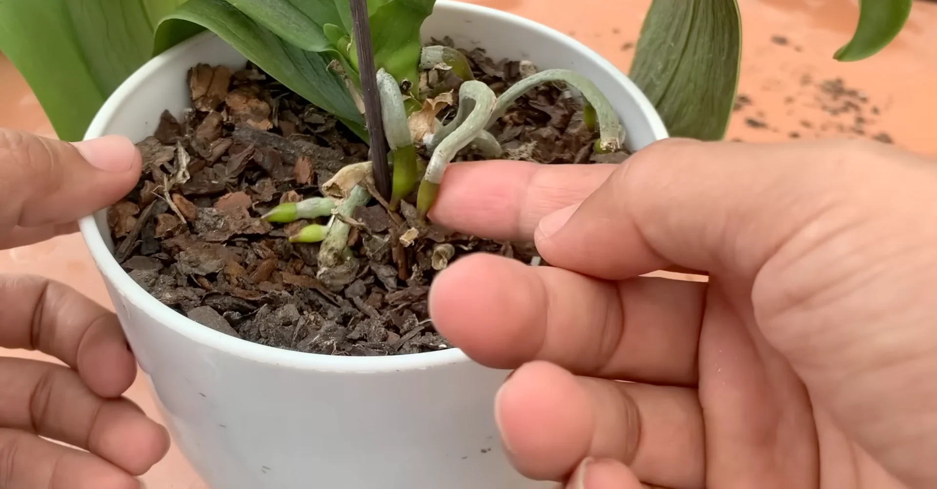 How One Banana Boosts Orchid Growth Surprisingly Well? screenshot 16
