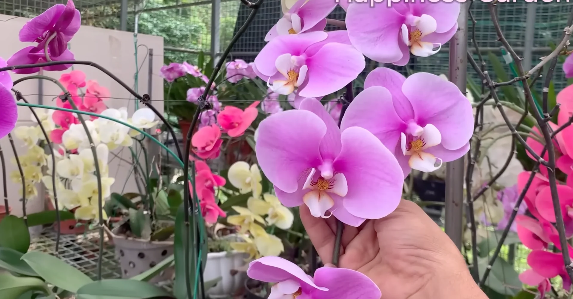 How One Banana Boosts Orchid Growth Surprisingly Well? screenshot 17