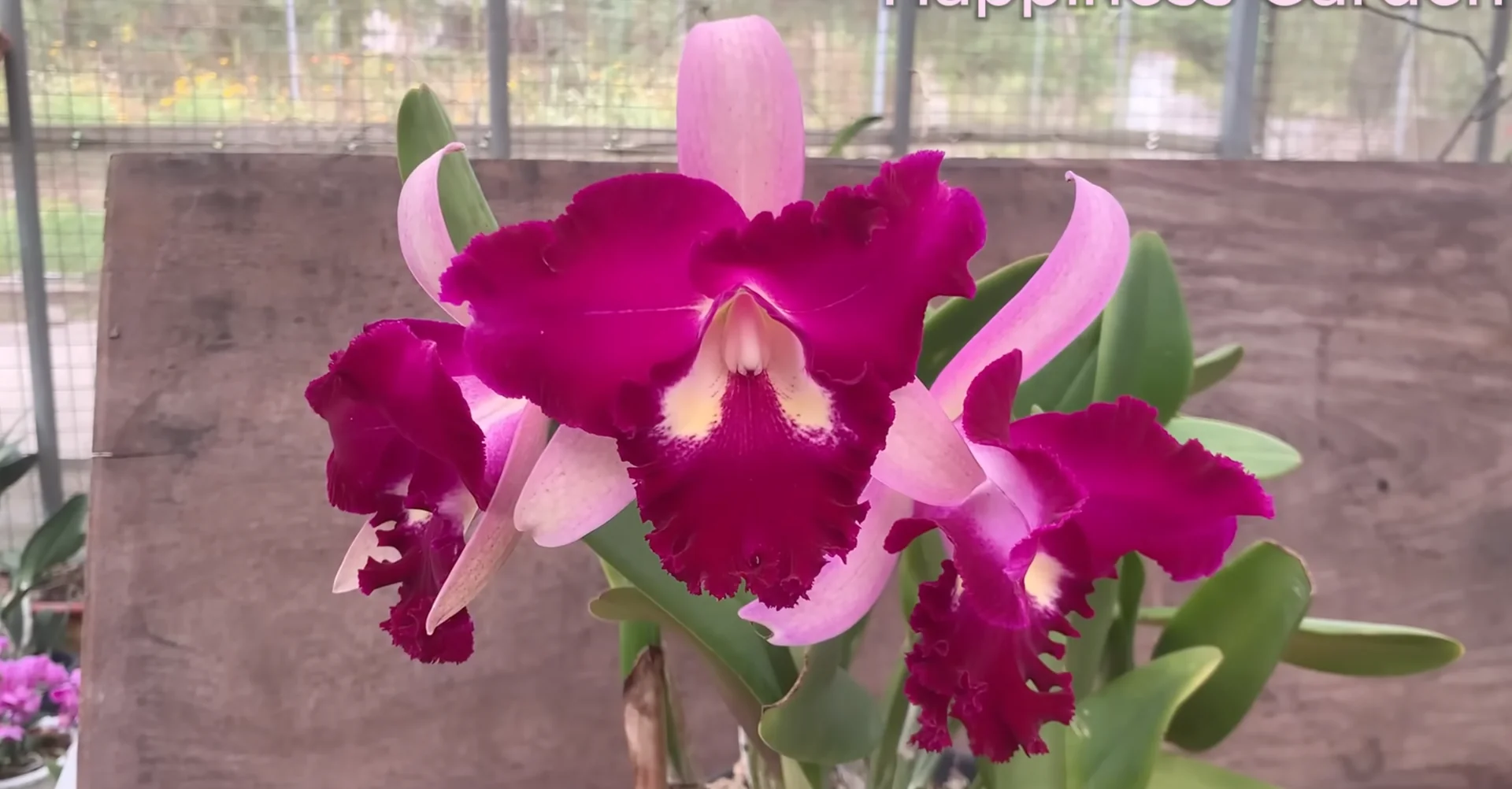 How One Banana Boosts Orchid Growth Surprisingly Well? screenshot 18