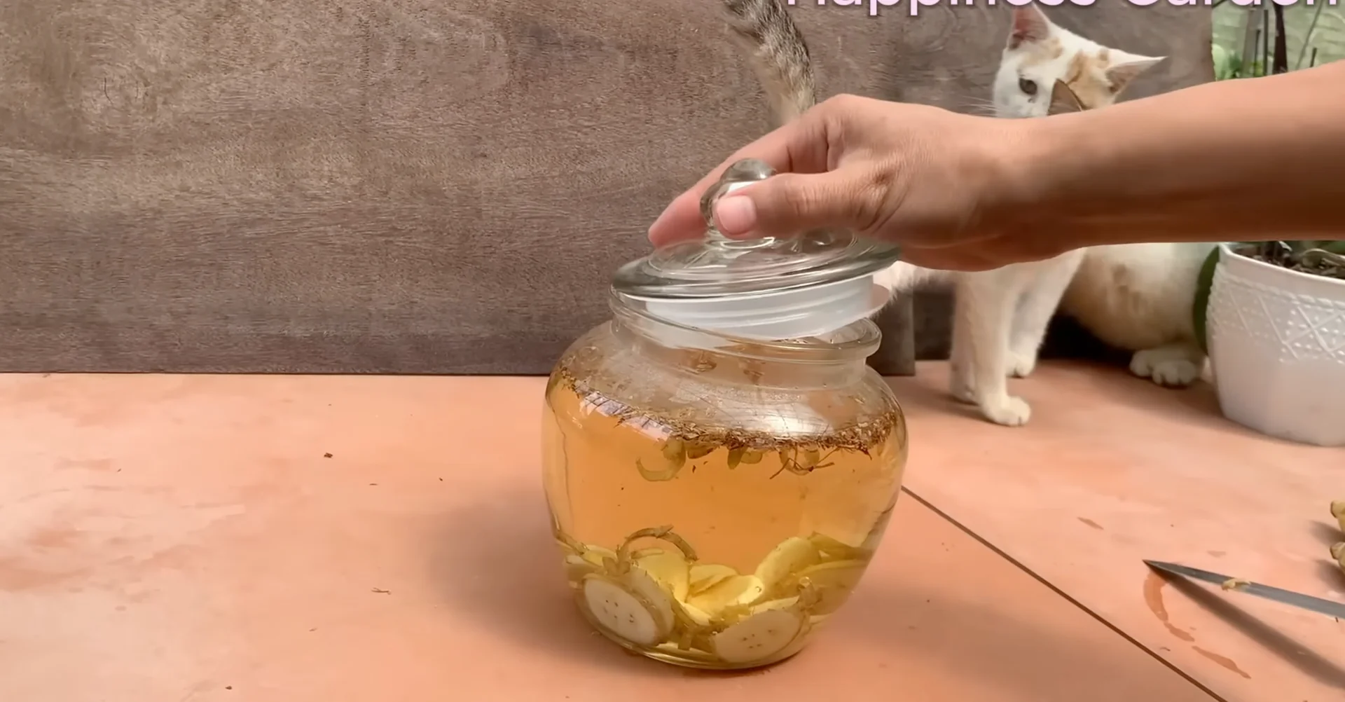 How One Banana Boosts Orchid Growth Surprisingly Well? screenshot 4