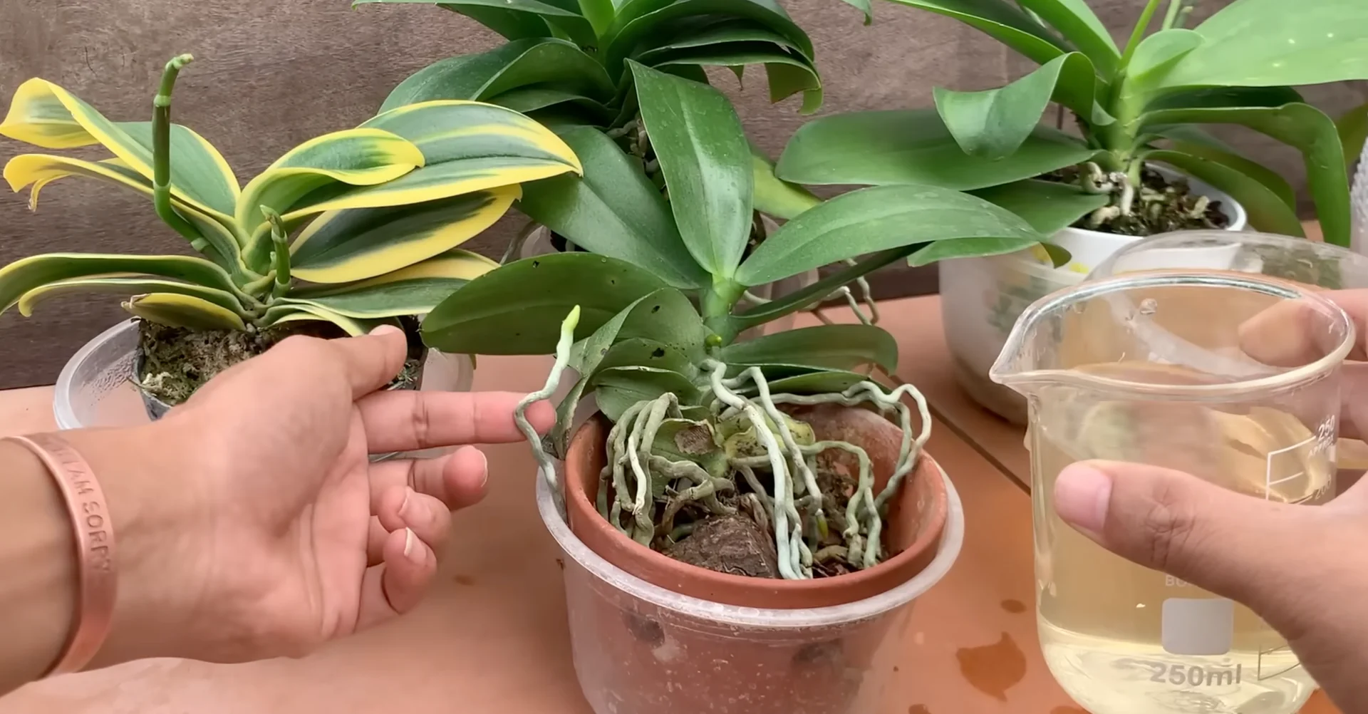 How One Banana Boosts Orchid Growth Surprisingly Well? screenshot 6