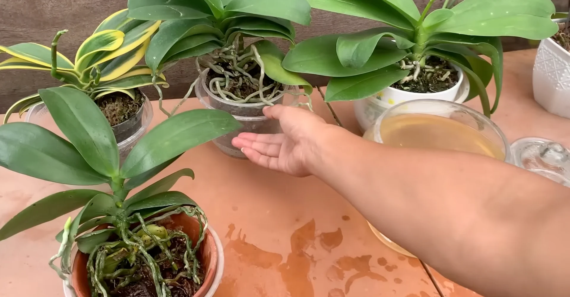How One Banana Boosts Orchid Growth Surprisingly Well? screenshot 7
