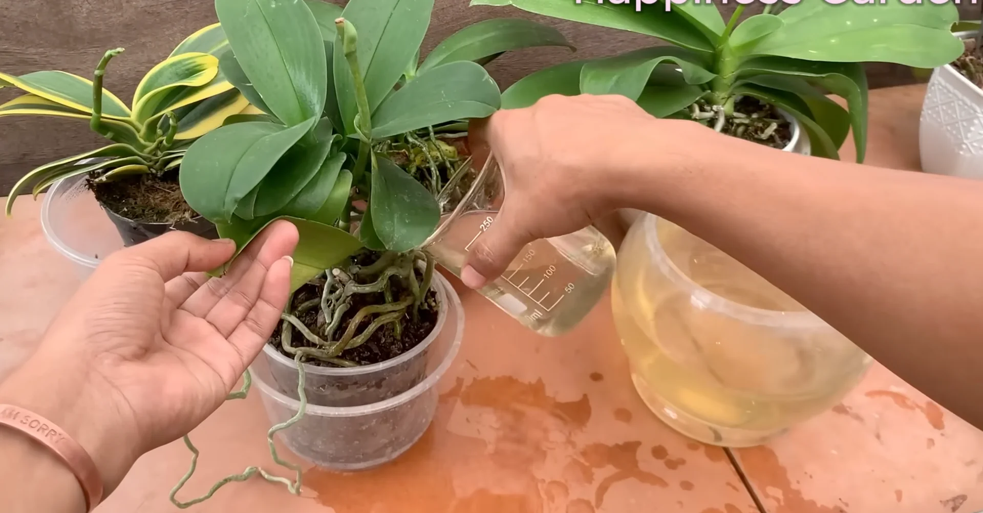 How One Banana Boosts Orchid Growth Surprisingly Well? screenshot 8