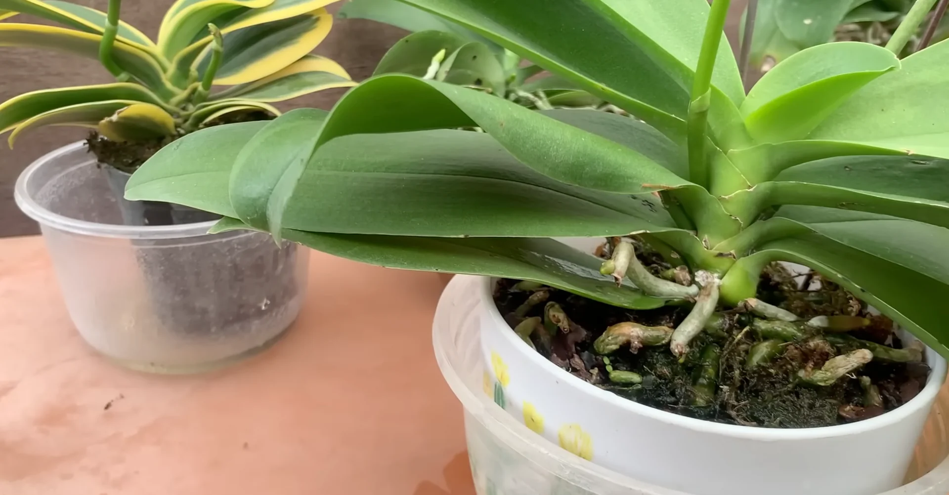 How One Banana Boosts Orchid Growth Surprisingly Well? screenshot 9