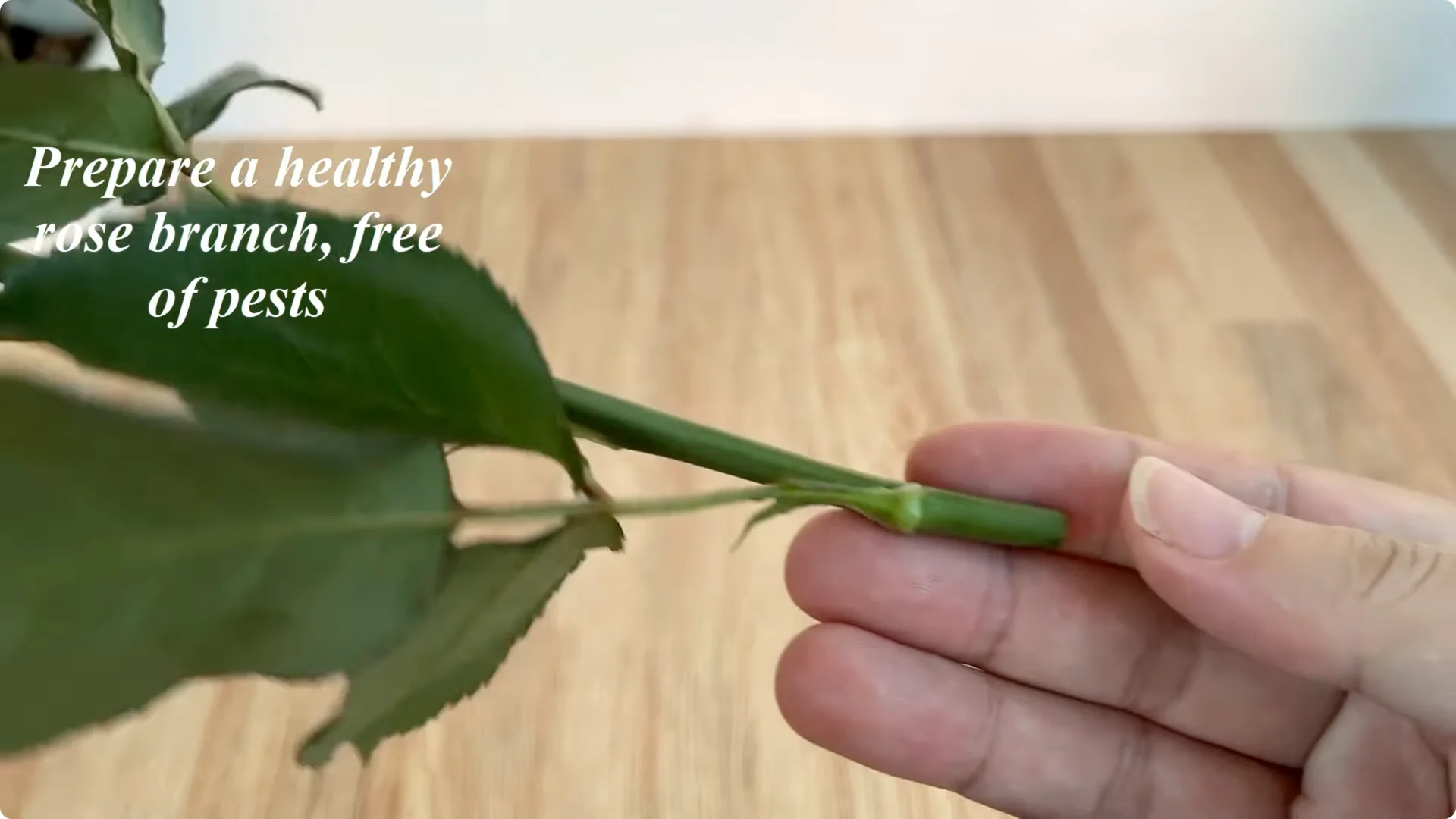 How One Cup Helps Any Rose Branch Root and Bloom Easily screenshot 1