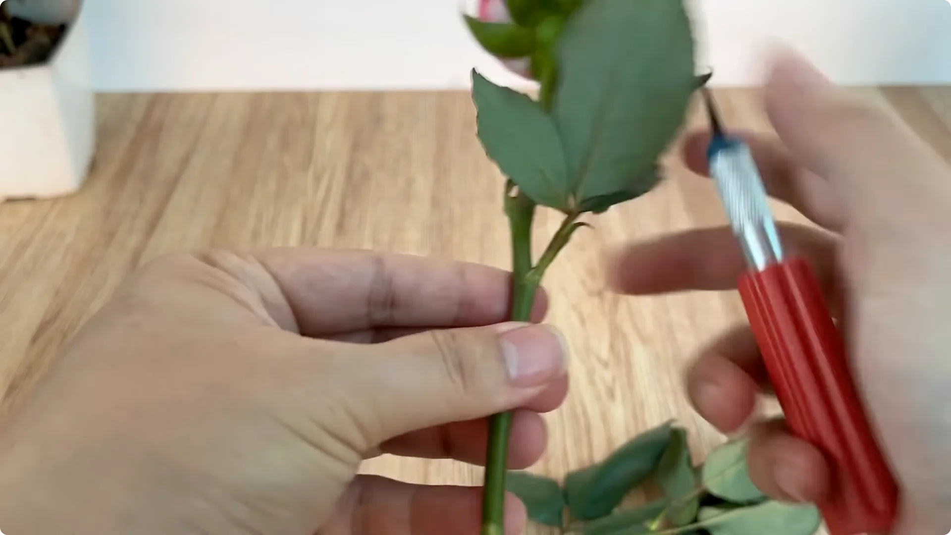 How One Cup Helps Any Rose Branch Root and Bloom Easily screenshot 2