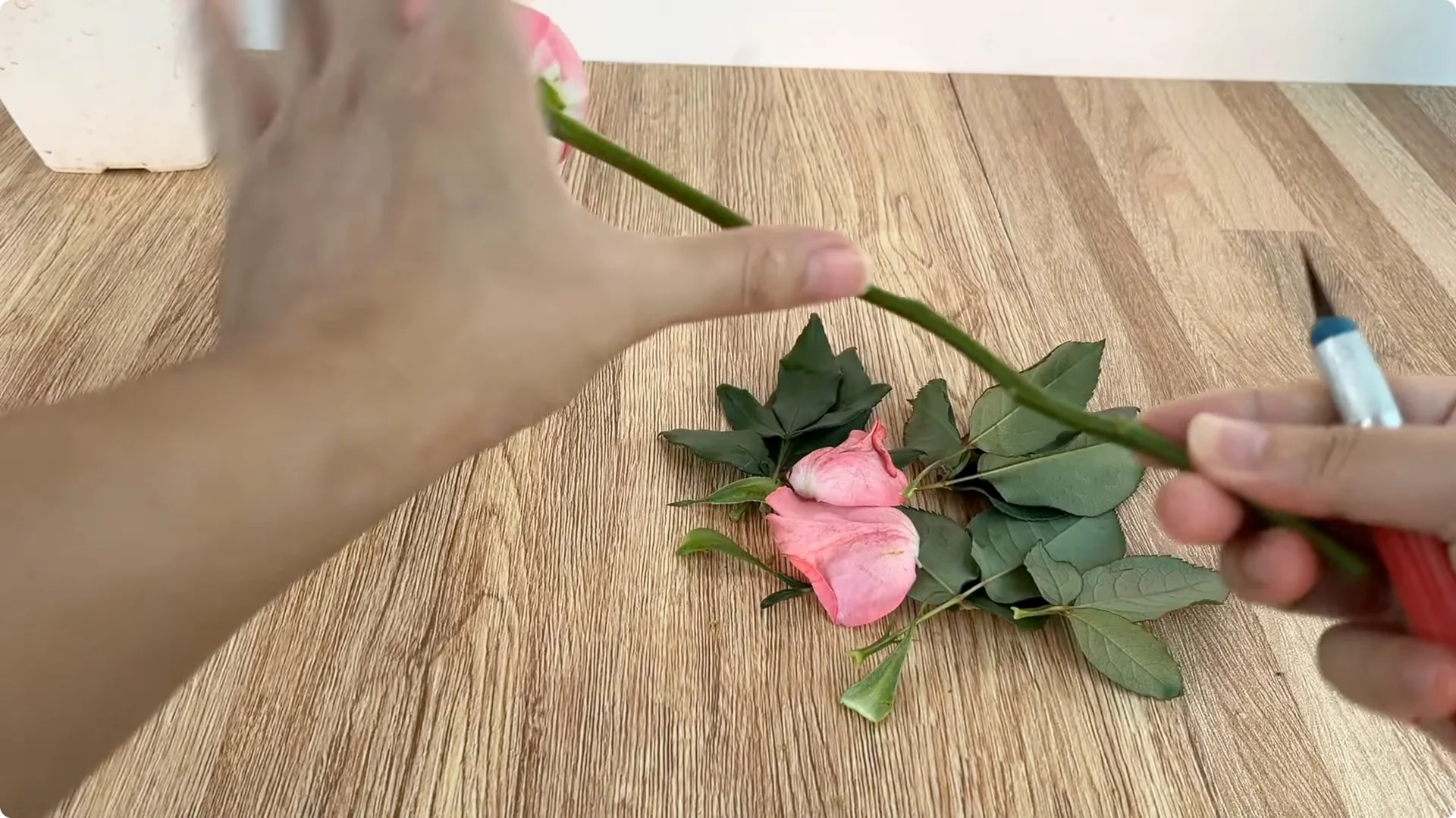 How One Cup Helps Any Rose Branch Root and Bloom Easily screenshot 3