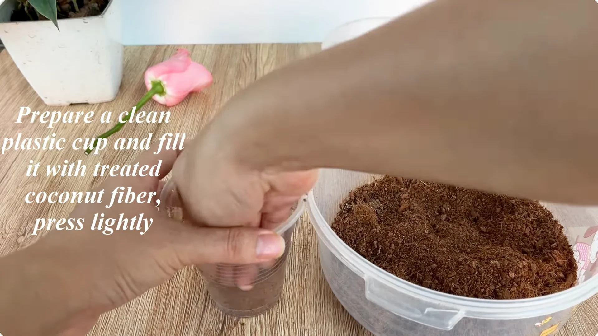 How One Cup Helps Any Rose Branch Root and Bloom Easily screenshot 6