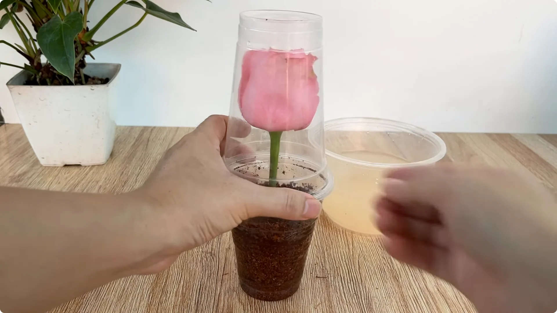 How One Cup Helps Any Rose Branch Root and Bloom Easily screenshot 7
