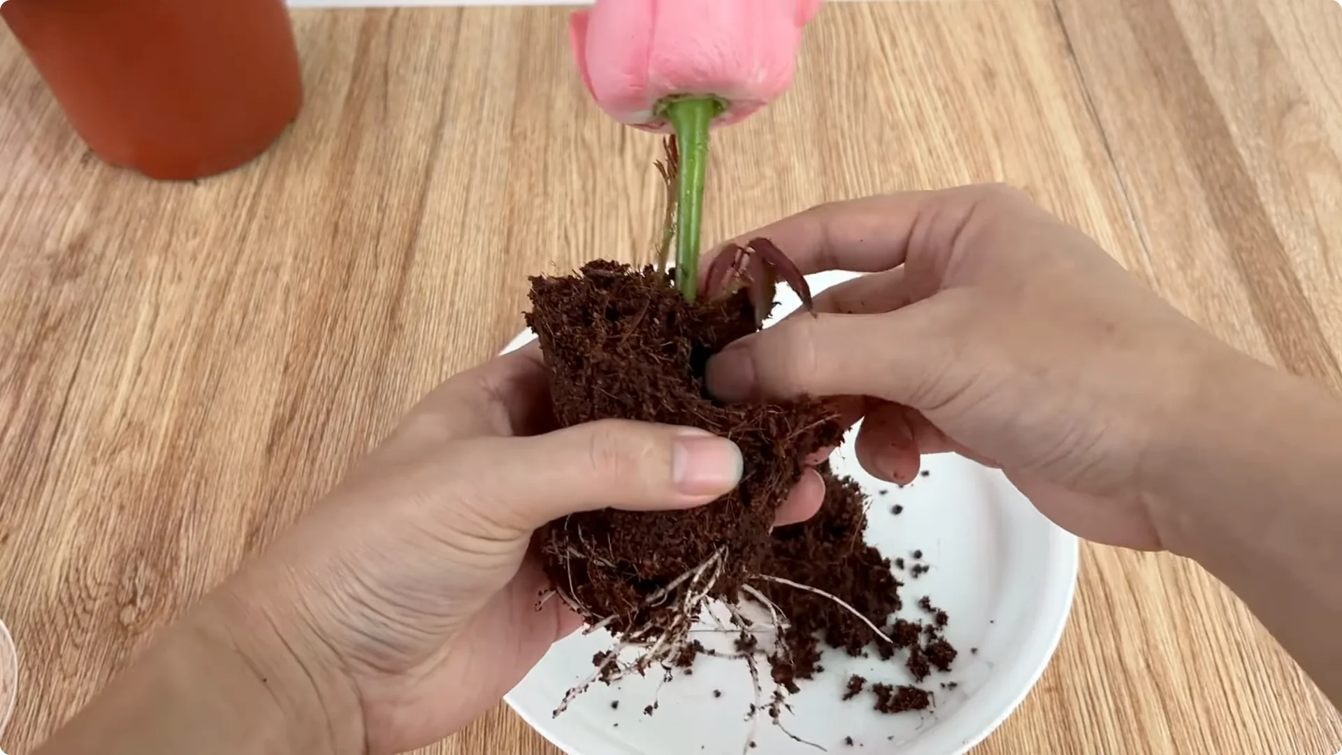 How One Cup Helps Any Rose Branch Root and Bloom Easily screenshot 8