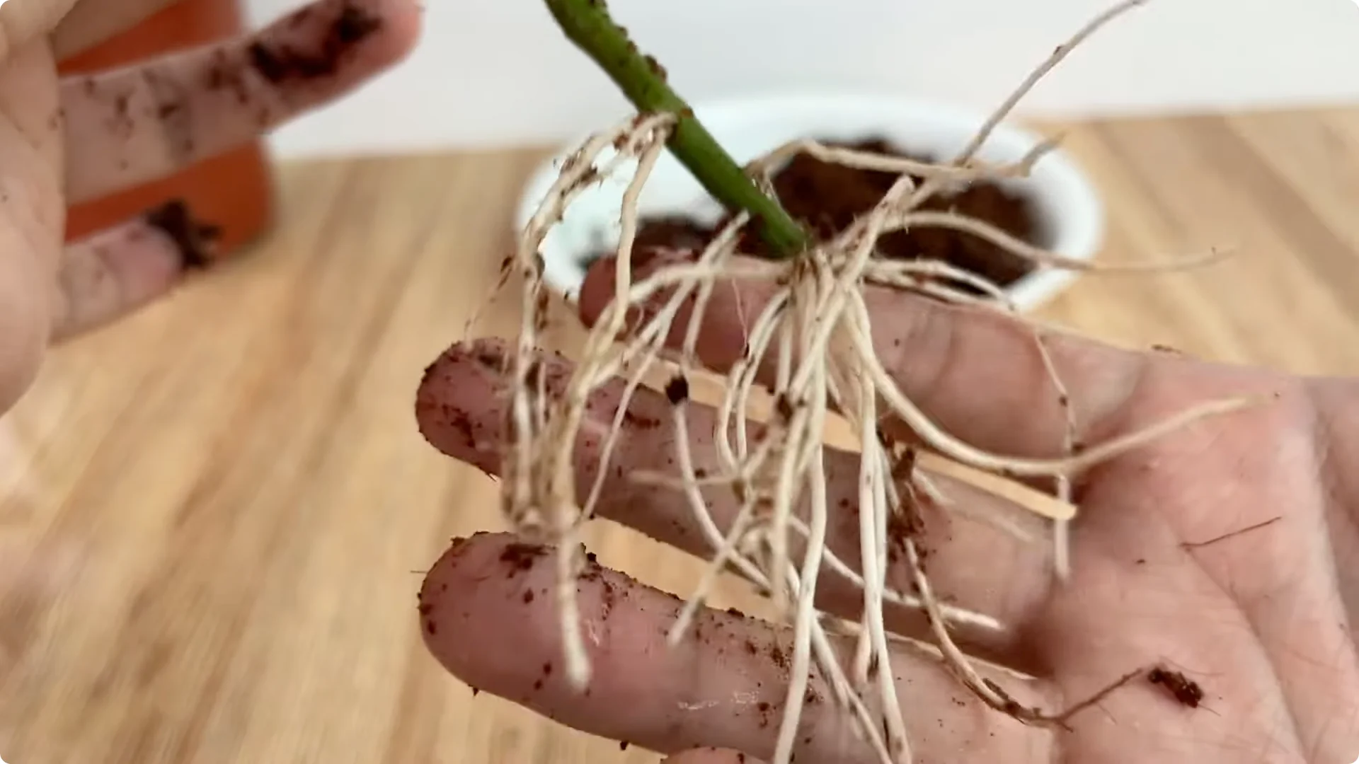 How One Cup Helps Any Rose Branch Root and Bloom Easily screenshot 9