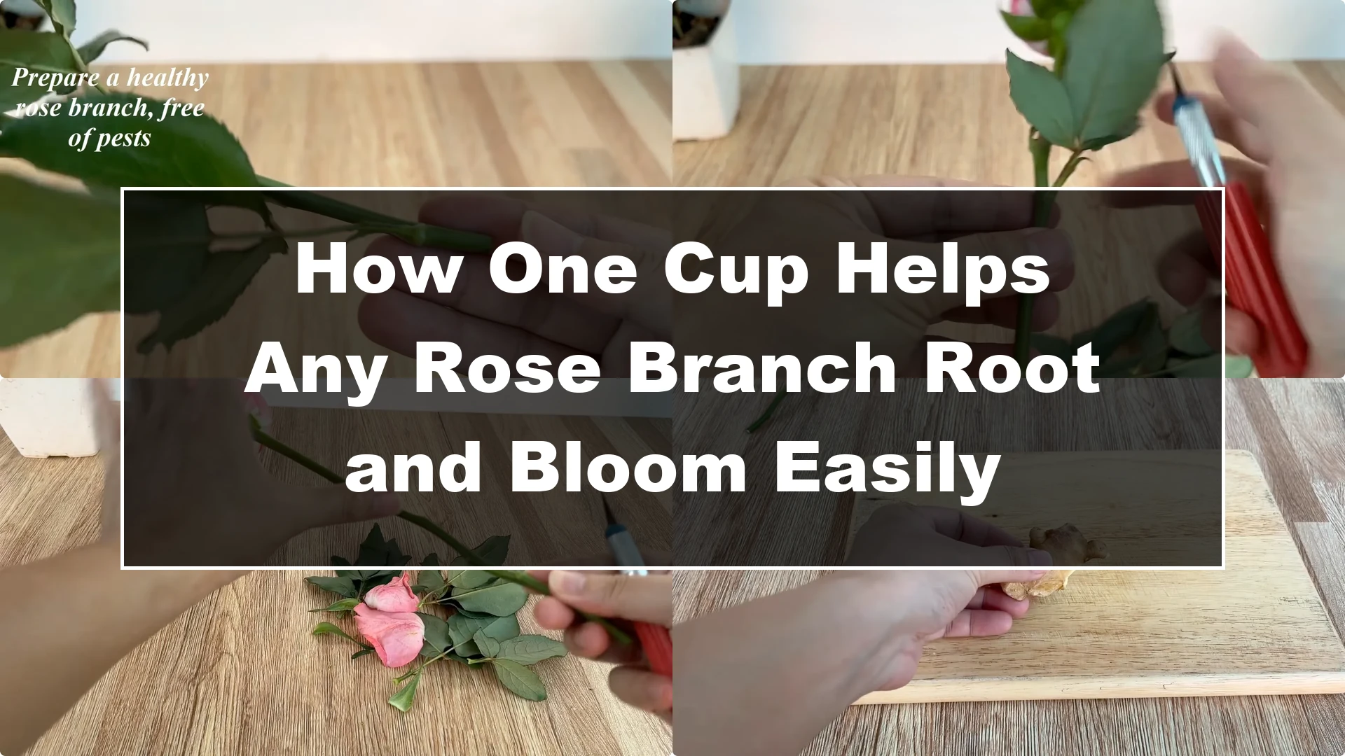 How One Cup Helps Any Rose Branch Root and Bloom Easily - Featured Image