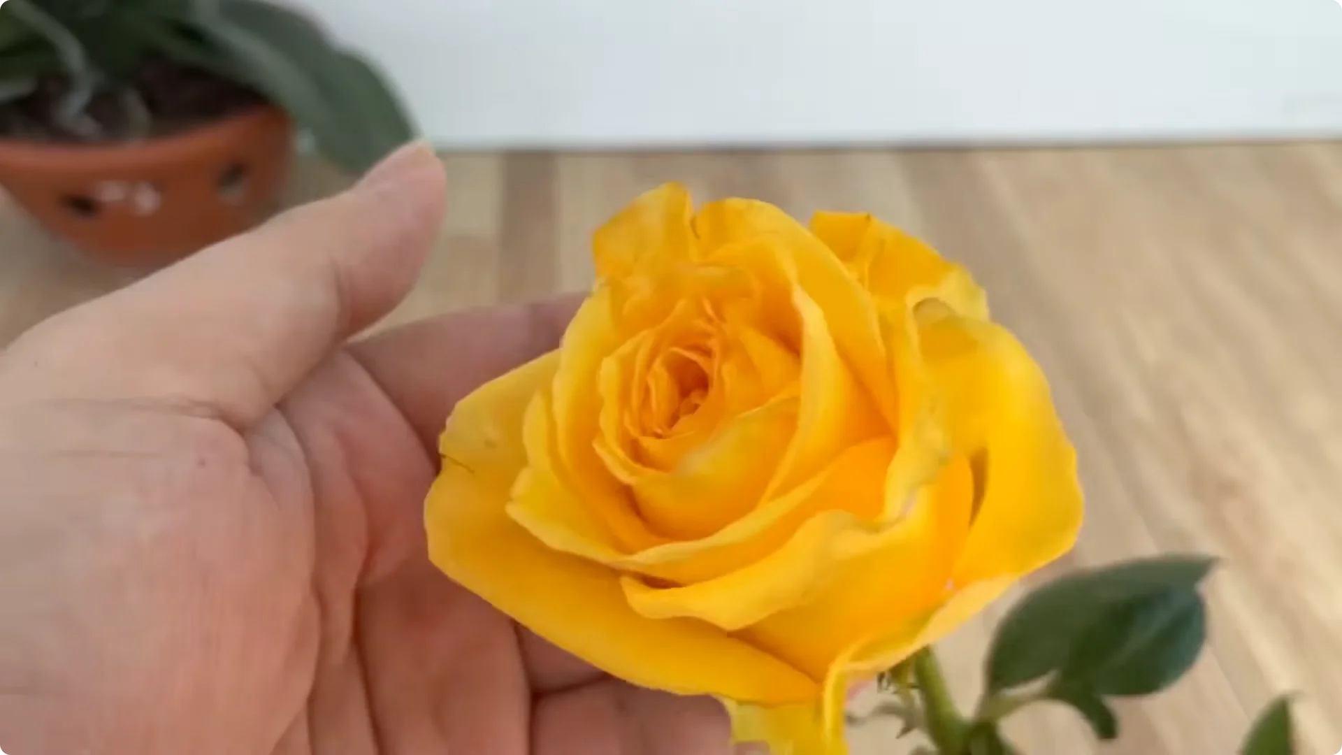 How One Cup Helps Rose Branches Root and Grow Rapidly screenshot 1