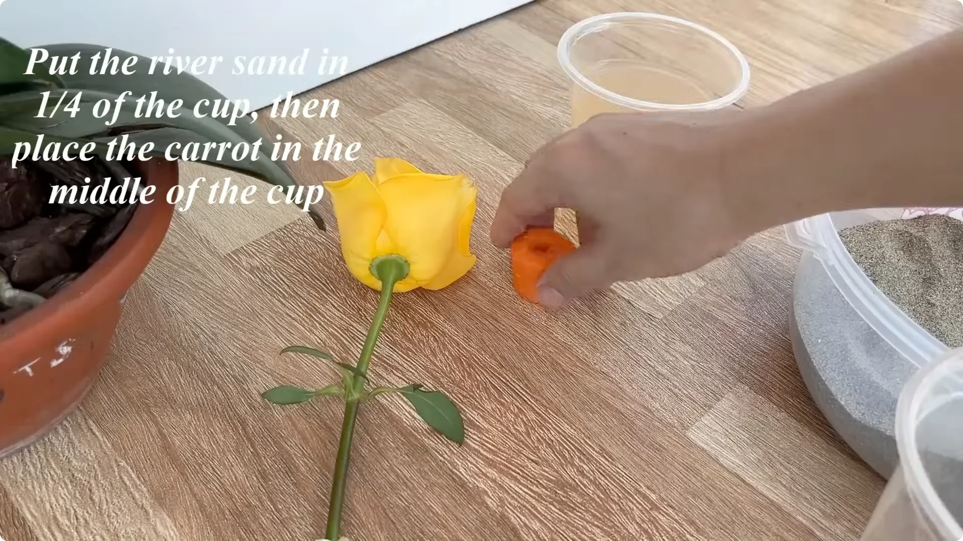 How One Cup Helps Rose Branches Root and Grow Rapidly screenshot 13