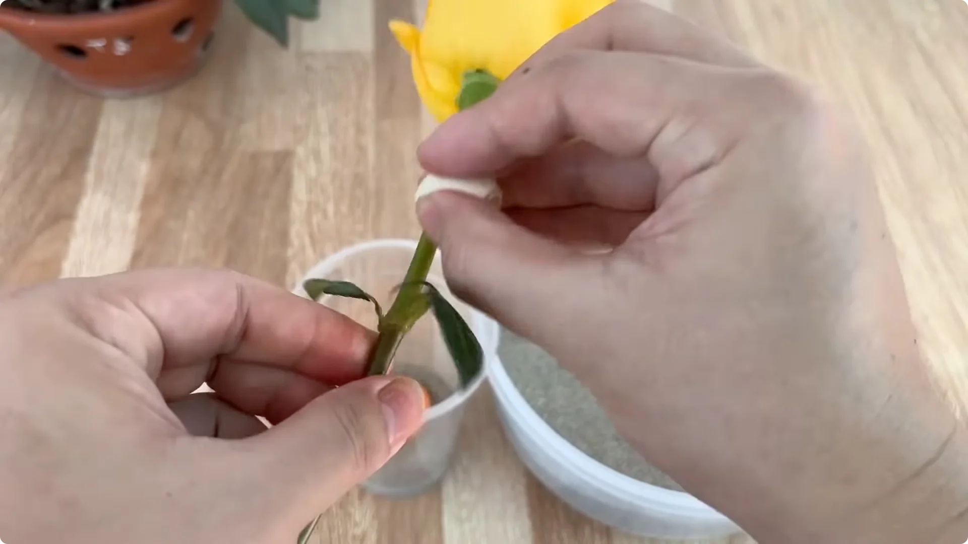 How One Cup Helps Rose Branches Root and Grow Rapidly screenshot 14
