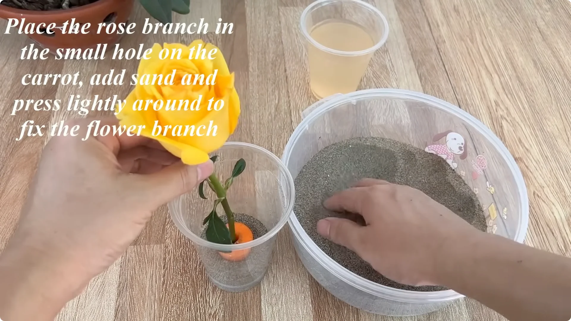 How One Cup Helps Rose Branches Root and Grow Rapidly screenshot 15