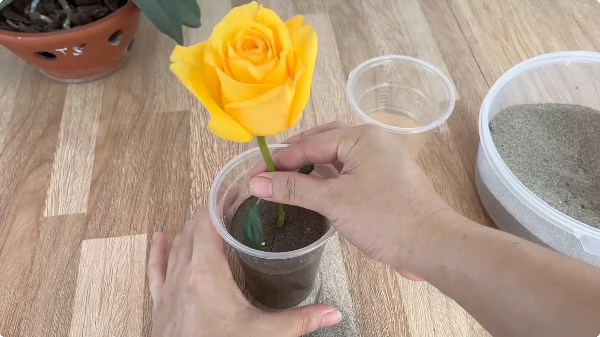 How One Cup Helps Rose Branches Root and Grow Rapidly screenshot 16