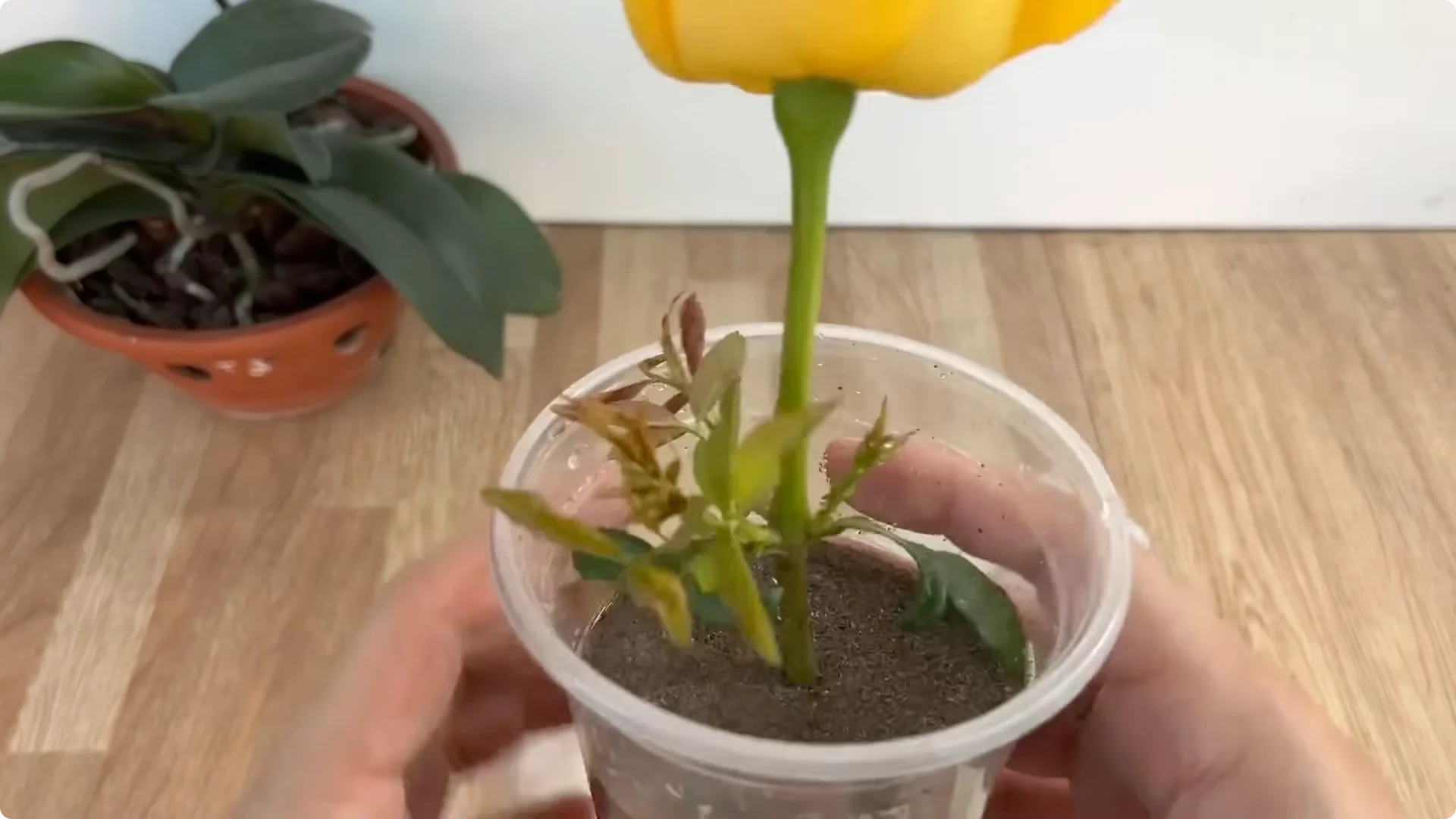 How One Cup Helps Rose Branches Root and Grow Rapidly screenshot 19